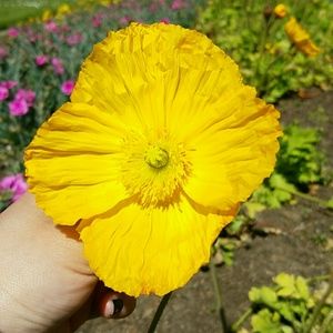 Meet your Posher, Pamela